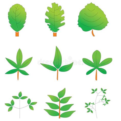 Various leaf shapes stock vector. Illustration of tree - 301950415