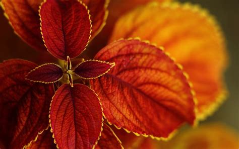Fall Leaves Wallpaper - Bing Images | Trees / leaves | Pinterest