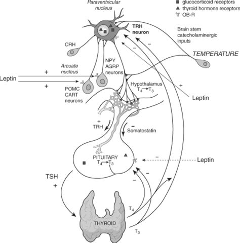 Thyroid Hormones in Thermogenesis, Intermediary Metabolism, and Obesity | Oncohema Key