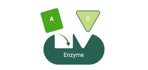 Apoenzyme: Definition, Function, & Examples I NotesBard