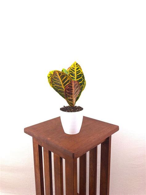 Croton Petra (Codiaeum variegatum) Live Indoor Plant, EasyCare Tropical House Plant, Gardening ...
