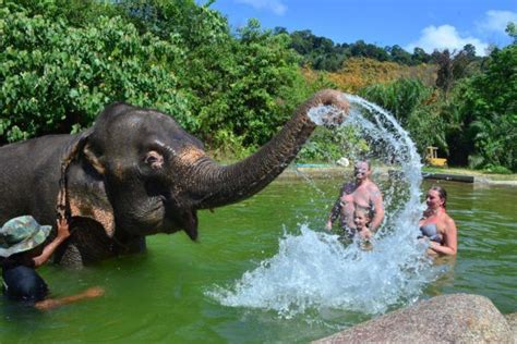Khao Sok Elephant Experience where you get to feed and bathe a local elephant and enjoy a ...