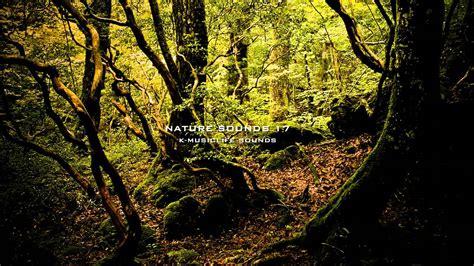 Nature Sound 17 - THE MOST RELAXING SOUNDS - - YouTube