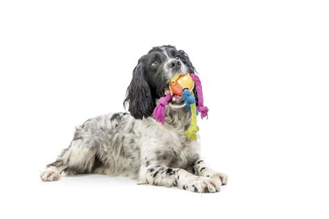 5 Common Cocker Spaniel Health Problems