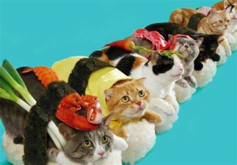 TandNPeanuts Sushi Cats - NoveltyStreet