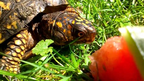 Female eastern box turtle eating watermelon. - YouTube