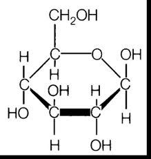 Biological Macromolecules: Carbohydrates | SchoolWorkHelper