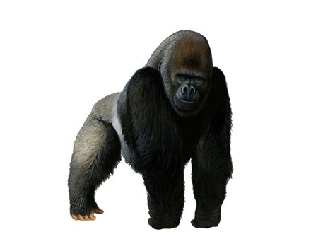 Gorilla PNG