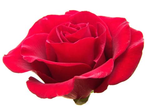 Free Roses Images Free, Download Free Roses Images Free png images ...