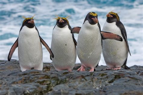 Where to See Penguins in South America | Celebrity Cruises