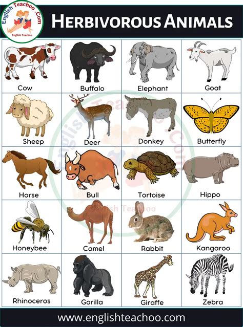 50 Herbivorous Animals Name List and Examples - EnglishTeachoo