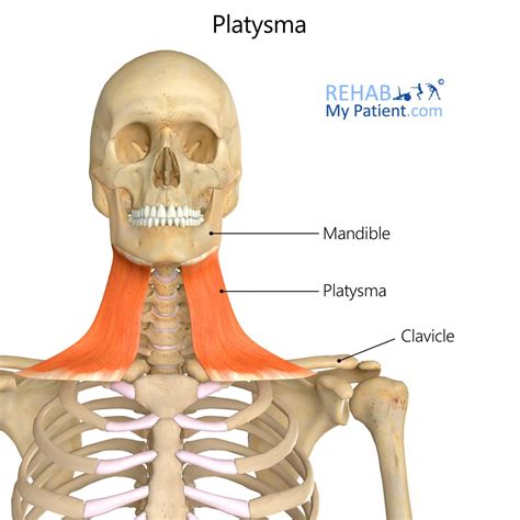 Platysma | Rehab My Patient