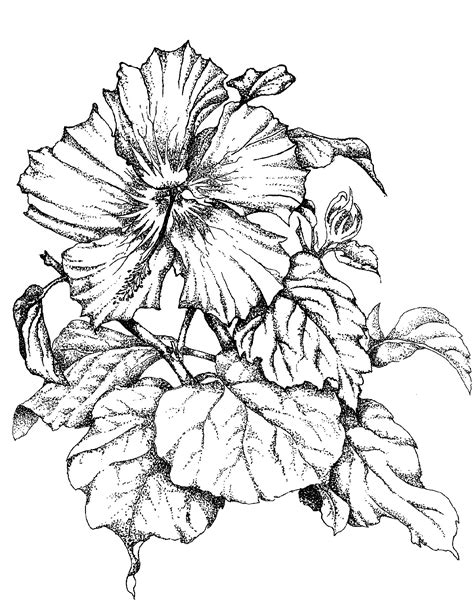 Flower Vines Drawing at GetDrawings | Free download
