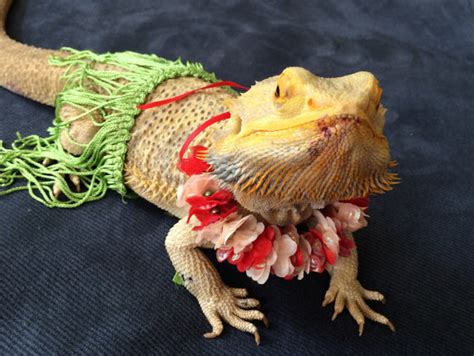 bearded-dragon-hawaii-costume – Bearded Dragon Tank