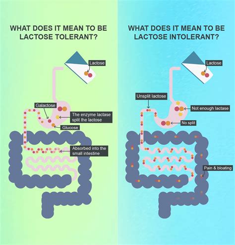 Lactose intolerance: Cause and Symptoms | Arla Foods