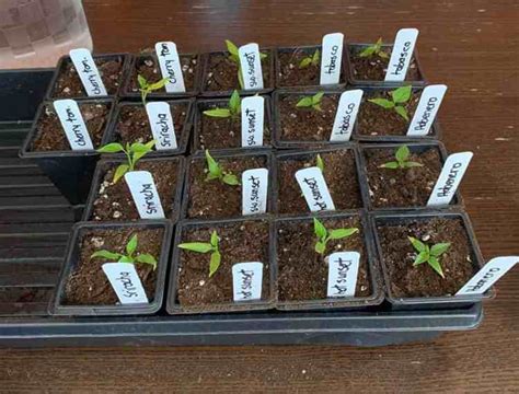 How to Grow Tabasco Peppers (Capsicum Frutescens) - Gardening Channel