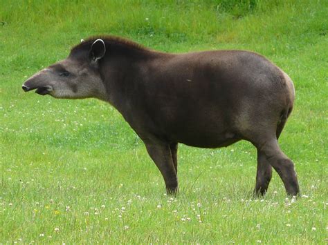 Brazilian Tapir | Tapir, Noahs ark animals, Mammals