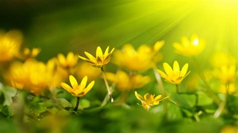 Yellow Flowers Full Hd