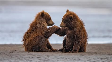 Two Baby Bears Are Sitting On Beach Sand With Water Background During Daytime 4K HD Animals ...