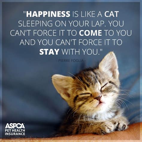 25 best images about Pet Quotations on Pinterest | Cats, Shelters and Pets