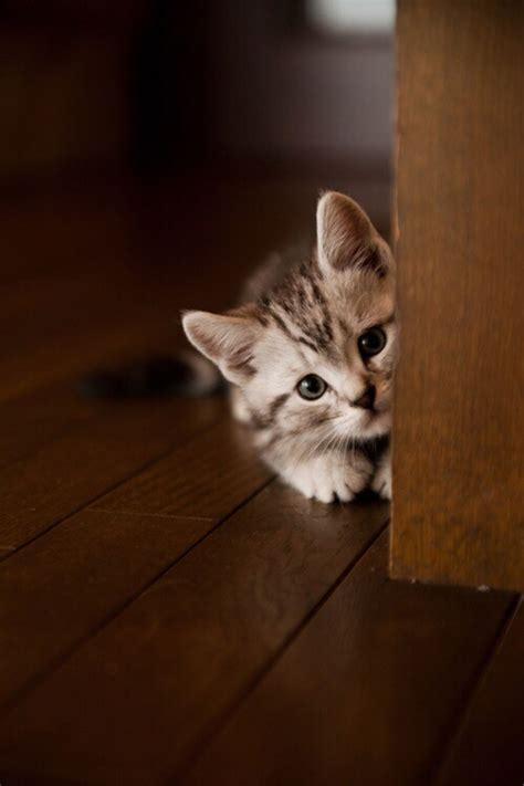 hide and seek kitten - Google Search | Kittens cutest, Kittens, Funny ...