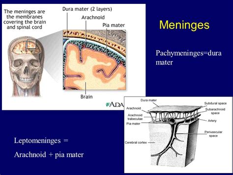 Radiotherapy Dictionary: Leptomeninges