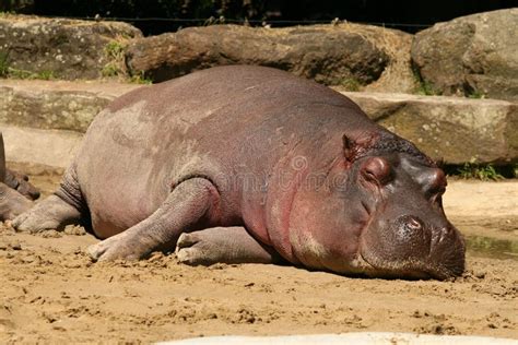 Hippo sleeping stock image. Image of animal, rock, sleeping - 7730673