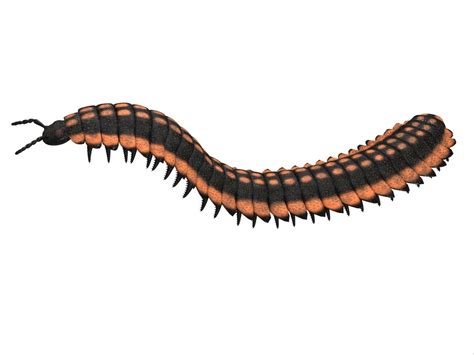 Scientists find fossil of car-sized millipede in Northumberland