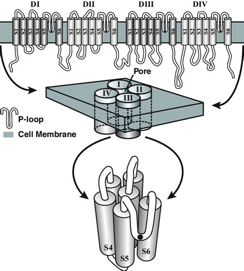 Hypothetical secondary structure of a sodium-channel protein. (Top ...