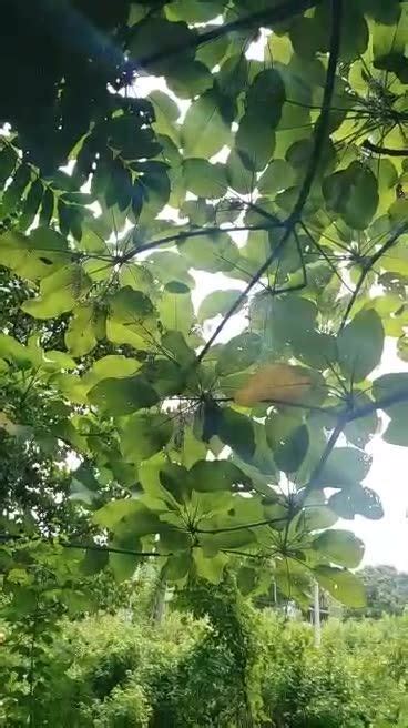 Our Alingatong Tree has just bloomed with its flowers! Soon to be harvested for you tea products ...