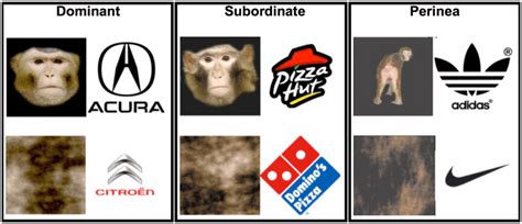 Stimuli examples. Examples of image-logo pairs in order of... | Download Scientific Diagram