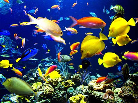 Best Wallpapers: Colorful Fish Wallpapers