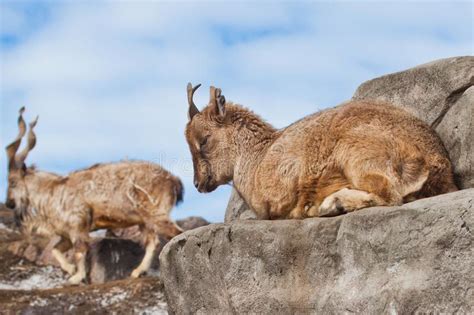 Mountain Goat with Big Horns Markhur Stands on a Rock, at Its Feet is a Young Goat Female, Blue ...