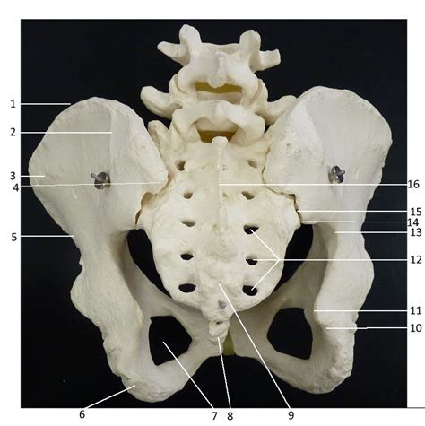 Pelvis Posterior – Human Body Help