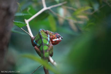 Male panther chameleon (breeding coloration) [animals_zh_058]