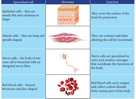 Human cells related to functions - Cell Biology | Term 2 Unit 4 | 7th ...