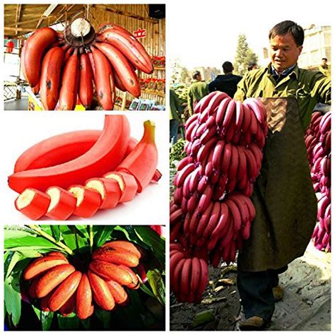 Creative Farmer Rare Dwarf Tissue Culture Red Banana Musa Acuminata Red Dacca 1 Live Plant ...