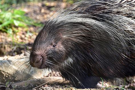 Cape Porcupine | The Maryland Zoo