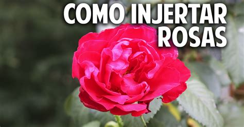 Cómo hacer injertos en Rosas - Paso a Paso - Cosas del Jardin