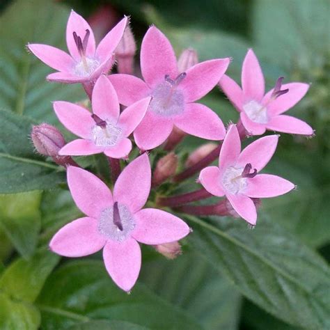 Pentas | Indoor and Out Door Plant plant | Plant online store | Gulab.p