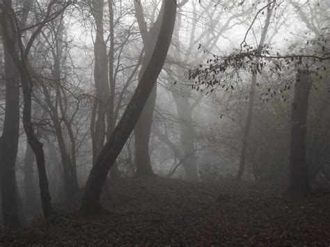 Haunted Woods by Embrace-The-Night on DeviantArt