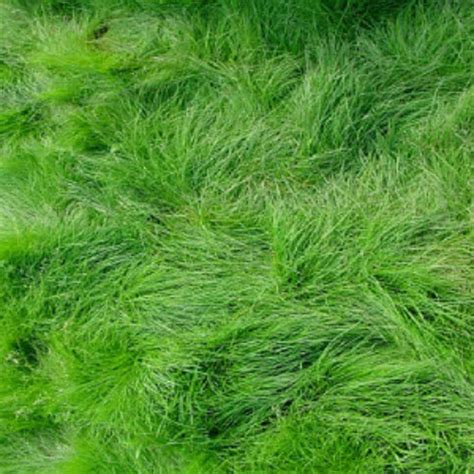 Creeping Red Fescue Grass Seed, Shade Tolerant Fescue, 1 and 5 Pound Packs Seed - Etsy