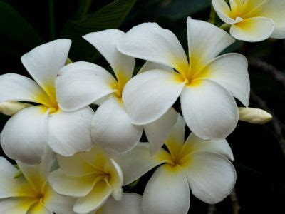 Plumeria Care: How To Grow Plumeria