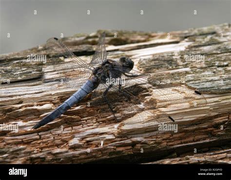 blue arrow Stock Photo - Alamy