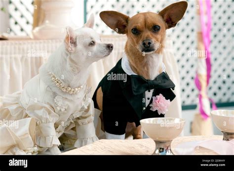 CHLOE,PAPI, BEVERLY HILLS CHIHUAHUA 2, 2011 Stock Photo - Alamy