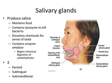 PPT - Chapter 22 – The Digestive System PowerPoint Presentation, free download - ID:2120436