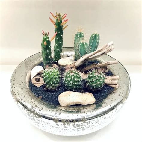 20 Ideas for Cactus Arrangement for Your Summer Decoration - Talkdecor