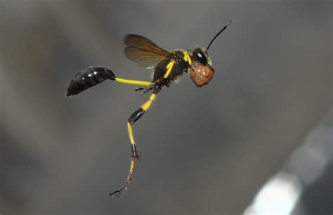 Mud-dauber wasps are the coolest | NeoGAF