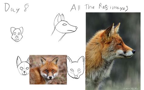 Trying to use references more for the form of the head : r/FurryArtSchool