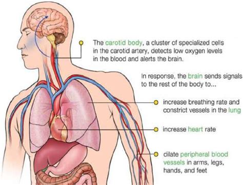 Happy Hypoxia Symptom on Human Body II. LITERATURE REVIEW | Download ...